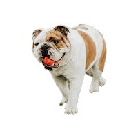 Bulldog Sticker by Addie - University of Redlands Mascot