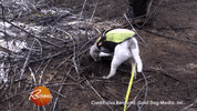 truffle dog GIF by Rachael Ray Show
