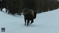 Feisty Bison Thrills Visitors to Yellowstone National Park