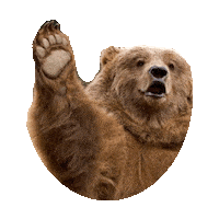 bear hello STICKER by imoji