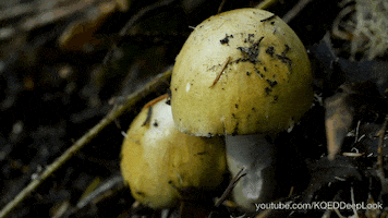GIF by KQEDScience