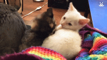 Playful Kittens