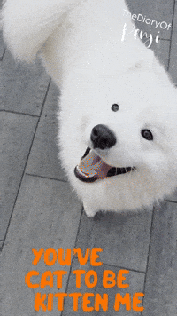 Cat Seriously GIF