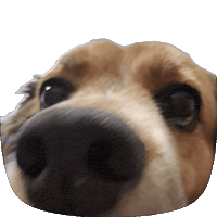 Happy Dog Sticker