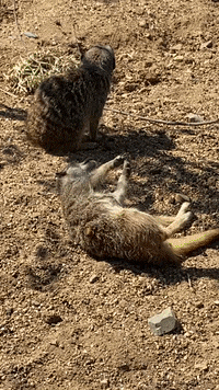 Roll Over Out Of Office On GIF