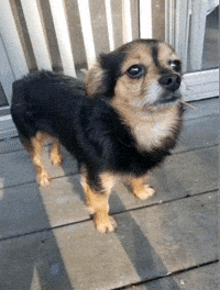 Tough Dog GIF