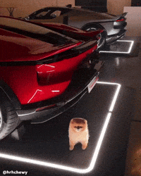 Pomeranian Kroshka GIF