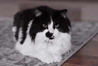Ai Cute Cat GIF