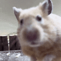 nurungi zoom hamster closeup 햄스터 GIF