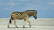 Dry Land Desert GIF by Jean Scuderi