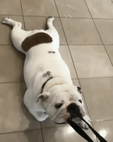 Hippo the Bulldog Won't Let Go of His Lead