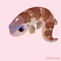 Blue Tongue Skink Reptile GIF by pikaole
