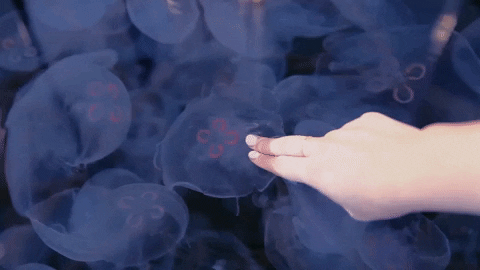 AquariumPacific giphygifmaker jelly jellyfish aquarium GIF