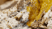 slime molds video GIF by KQEDScience
