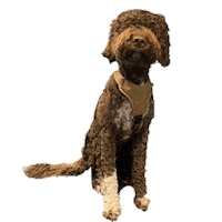 Tired Enzo Sticker by raumwerk