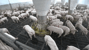 innovation pigs GIF by AgriNovus Indiana