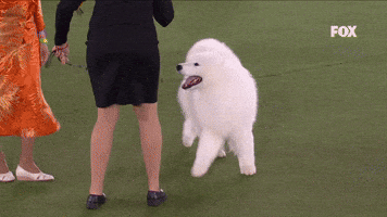 Samoyed Smile