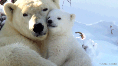 Polar Bear Love GIF