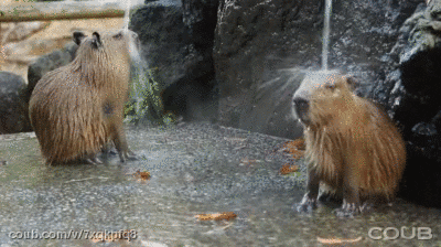source knows GIF