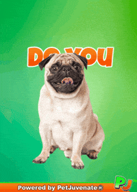 PetJuvenate petjuvenate henlo hooman fren love rescue dogs treatos and woofer for pupper GIF