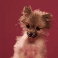 dog puppy GIF by Tuna the Pom