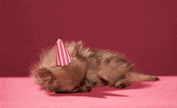 dog sleeping GIF by Tuna the Pom