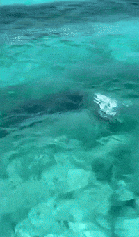 Hammerhead Shark Hunts Stingray in Shallow Water