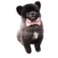 bear cub Sticker by Pawmiscuous