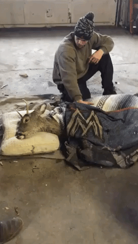 Man Who Helped Rescue Deer From Lake Says He's Facing Game Commission Fine