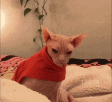 Video gif. Hairless cat sits on a white blanket in a red sweater looking at us with an unmoving, ominous expression. Its deep set wrinkles and downturned mouth giving off a challenging and unfriendly vibe.
