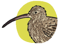 Kiwi Curlew Sticker
