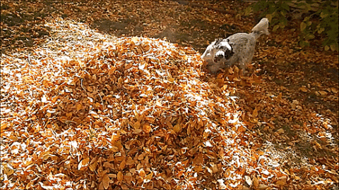 Autumn Leaves Dog GIF