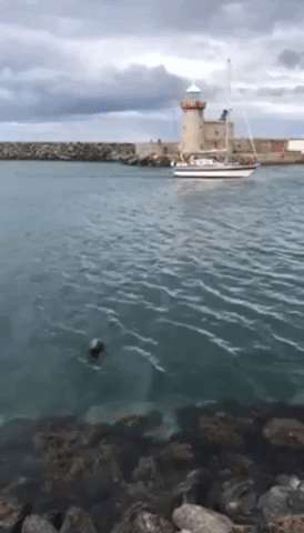 Thankful Seal Waves to Family After Being Thrown Some Fish