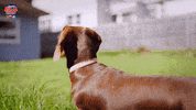 Dog Love GIF by Australian Ninja Warrior