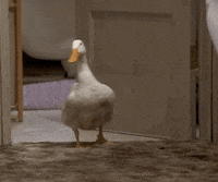 Season 3 Episode 21 GIF by Friends