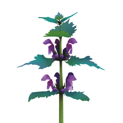 Coentron flowers summertime flowerpower flowering Sticker