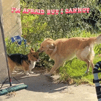 マイロ GIF