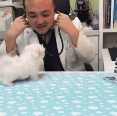 cuteanimalland giphyupload GIF