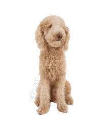 dog what Sticker by MISO PUP