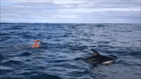 Ocean Swimmer Is Joined by Dolphins