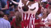 bucky GIF by SB Nation