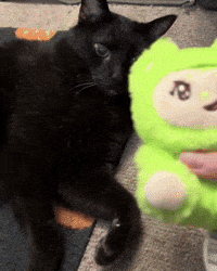 mannycat black cat labubu playful cat manny halloween cat GIF