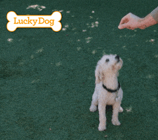 Dance Love GIF by cbsluckydog