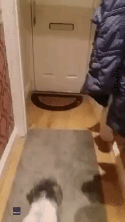 Cockapoo Can't Contain Her Excitement When Owner Comes Home