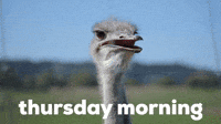 Thursday Morning