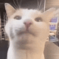 Cat GIF
