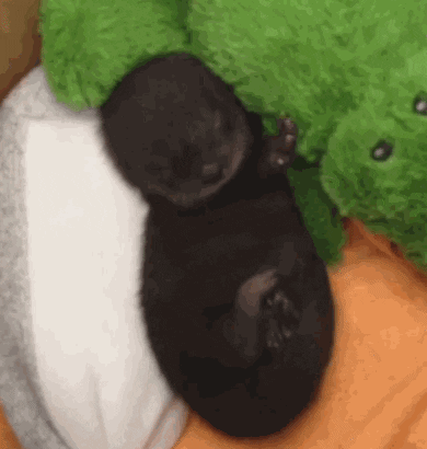 baby otter GIF