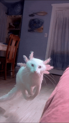 paolog67 giphyupload cat light fly GIF