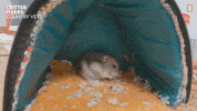 National Geographic Vet GIF by Nat Geo Wild