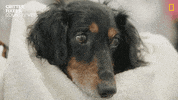 National Geographic Vet GIF by Nat Geo Wild